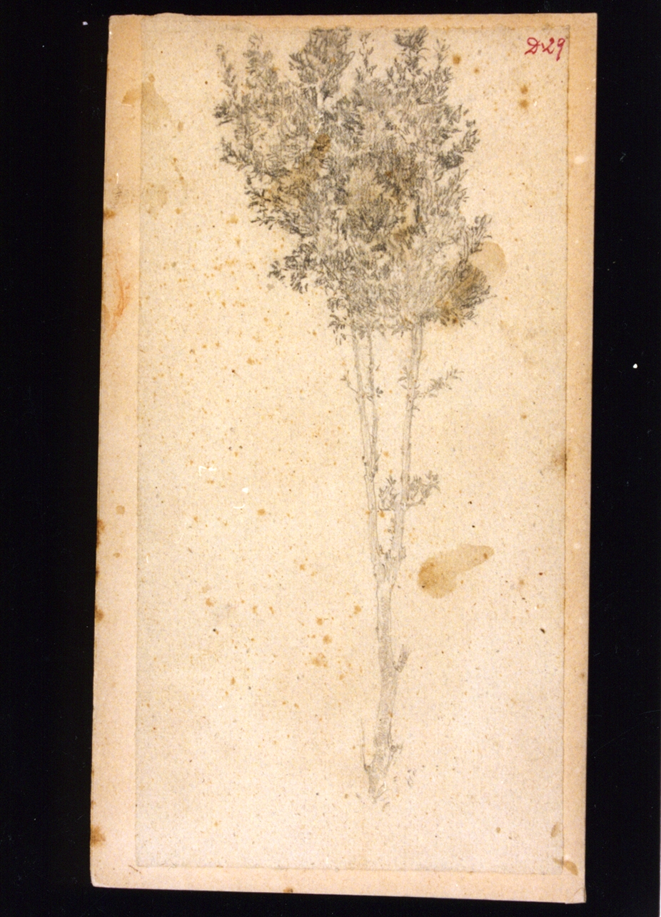 studio di albero (disegno) di Vetri Paolo (secc. XIX/ XX)