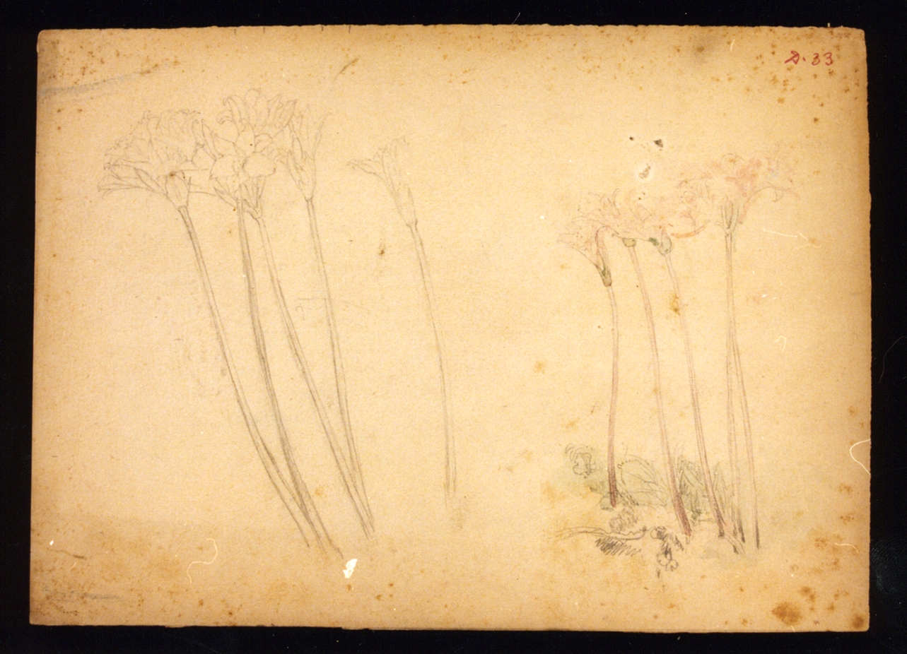 studi di fiori (disegno) di Vetri Paolo (secc. XIX/ XX)