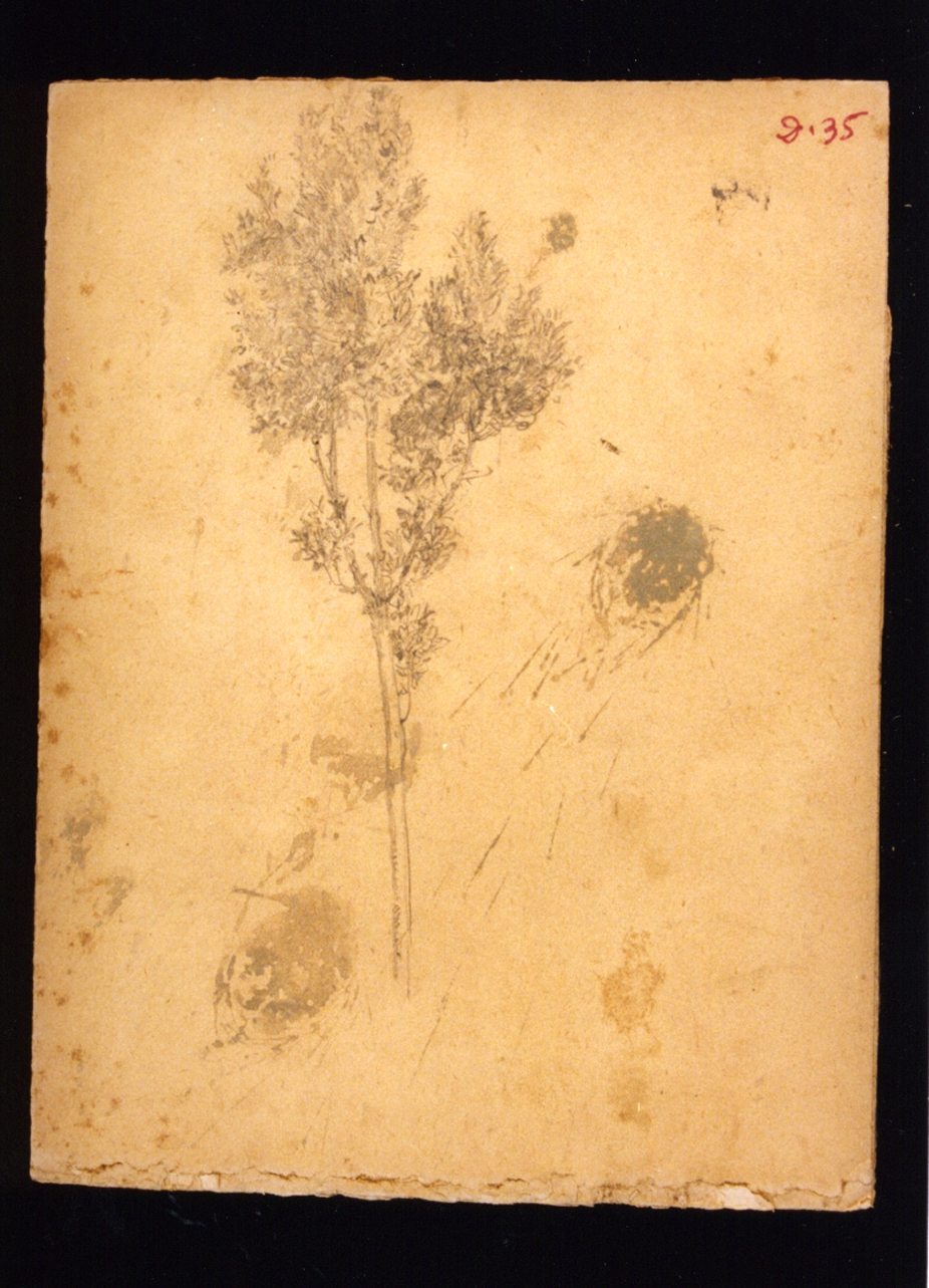studio di albero (disegno) di Vetri Paolo (secc. XIX/ XX)