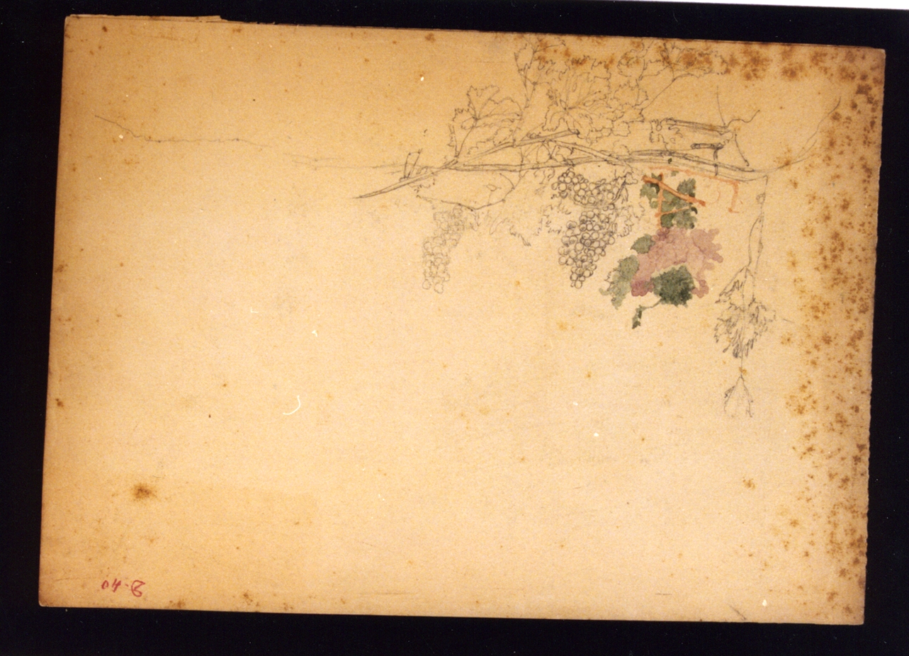 studio di tralcio di vite (disegno) di Vetri Paolo (secc. XIX/ XX)