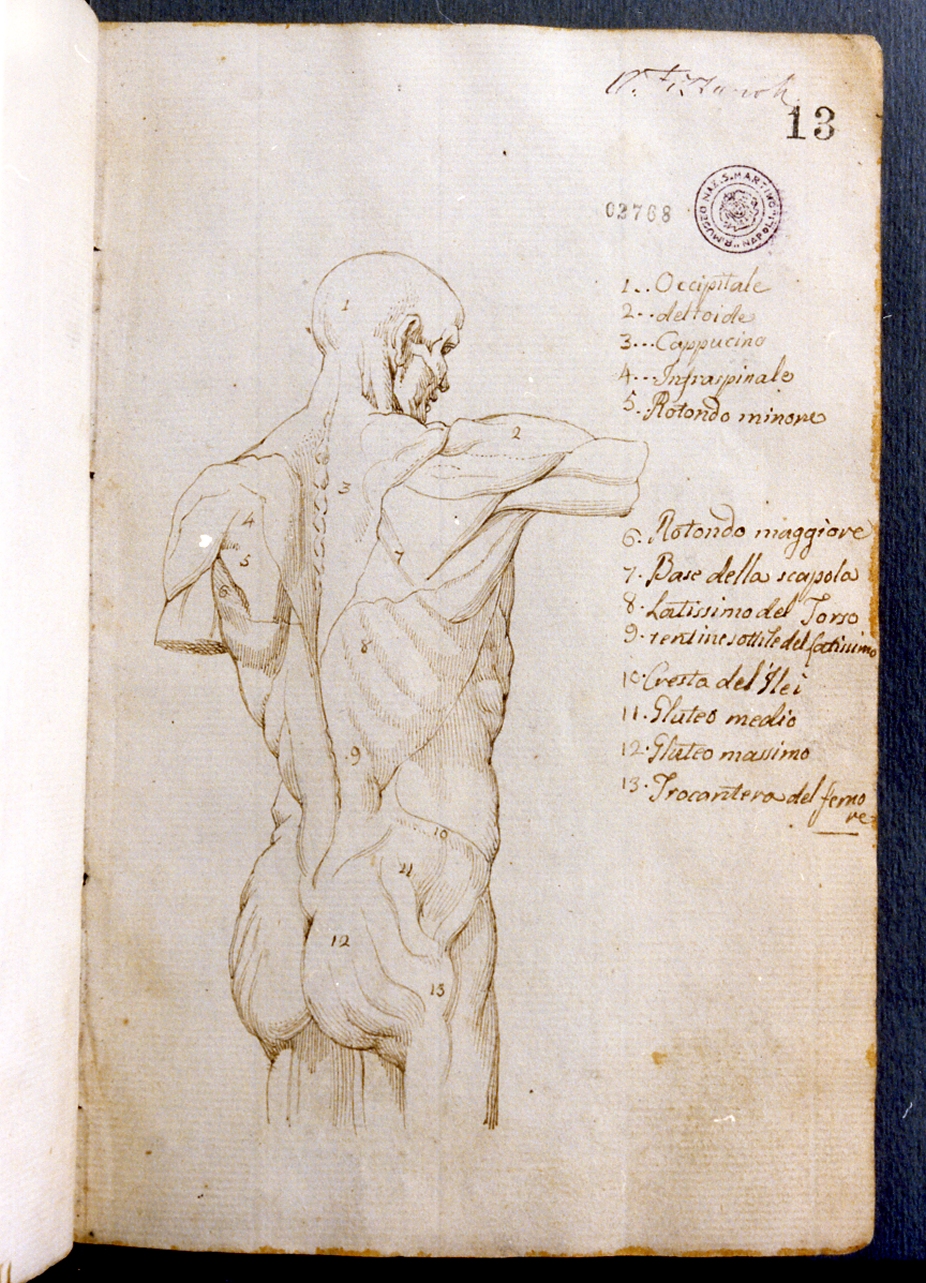 studio anatomico di corpo umano (disegno) di Cammarano Giuseppe (secc. XVIII/ XIX)