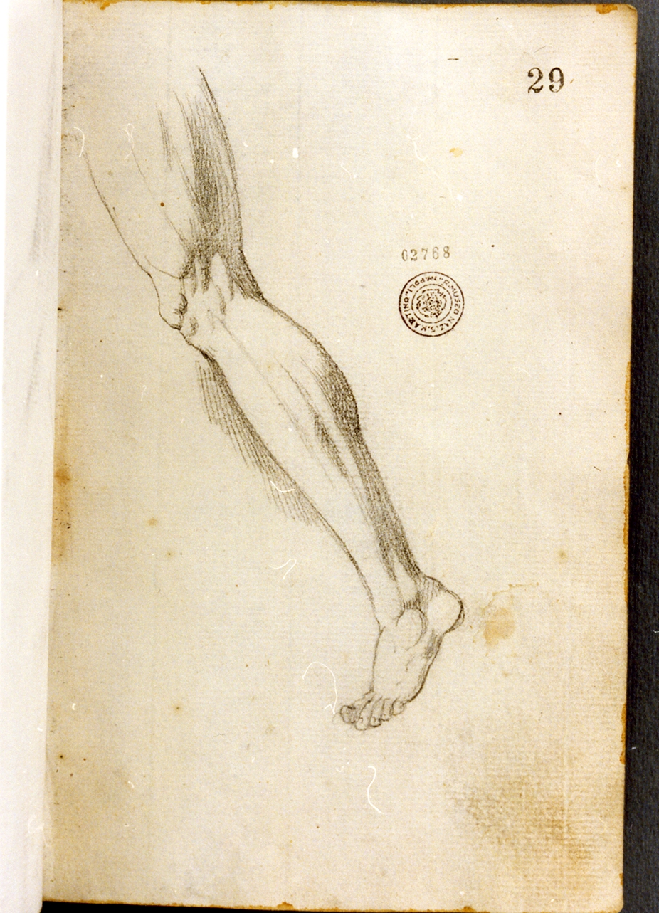 studio di gamba (disegno) di Cammarano Giuseppe (secc. XVIII/ XIX)