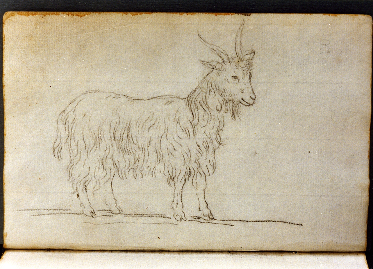 studio di capra (disegno) di Cammarano Giuseppe (secc. XVIII/ XIX)
