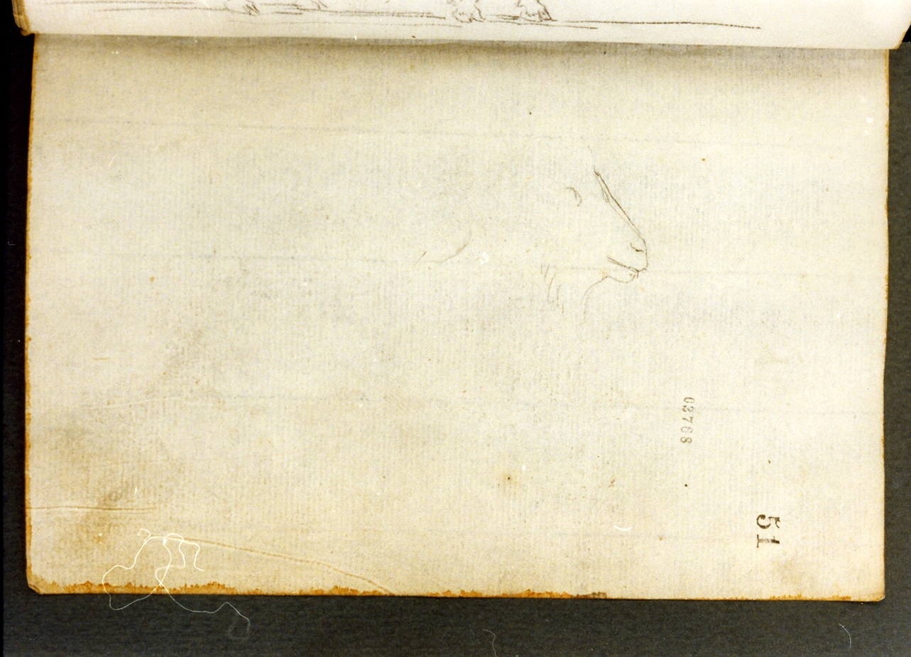 studio di testa di capra (disegno) di Cammarano Giuseppe (secc. XVIII/ XIX)