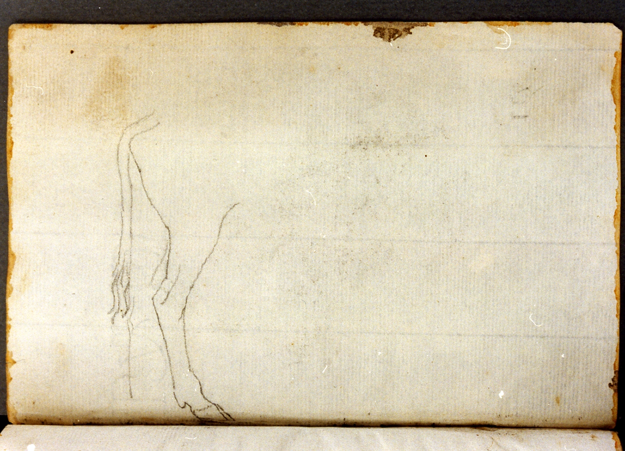 studio di zampa di mucca (disegno) di Cammarano Giuseppe (secc. XVIII/ XIX)
