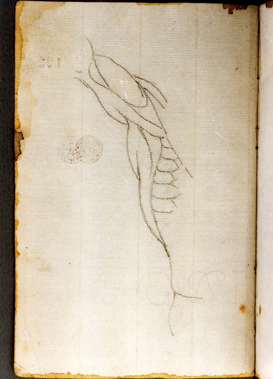 motivi decorativi (disegno) di Cammarano Giuseppe (secc. XVIII/ XIX)