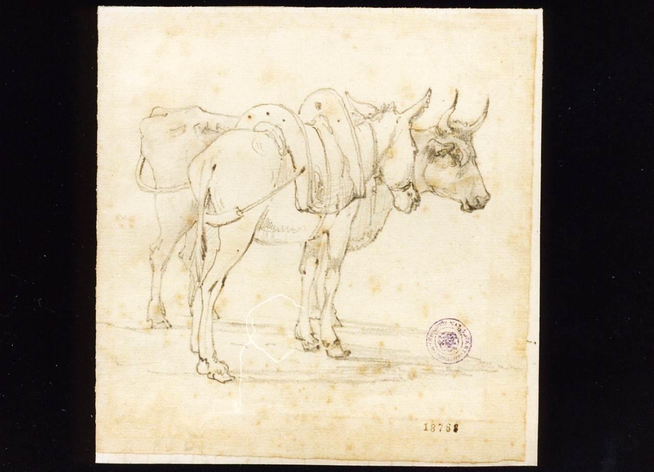 animali (disegno) di Carelli Raffaele (sec. XIX)