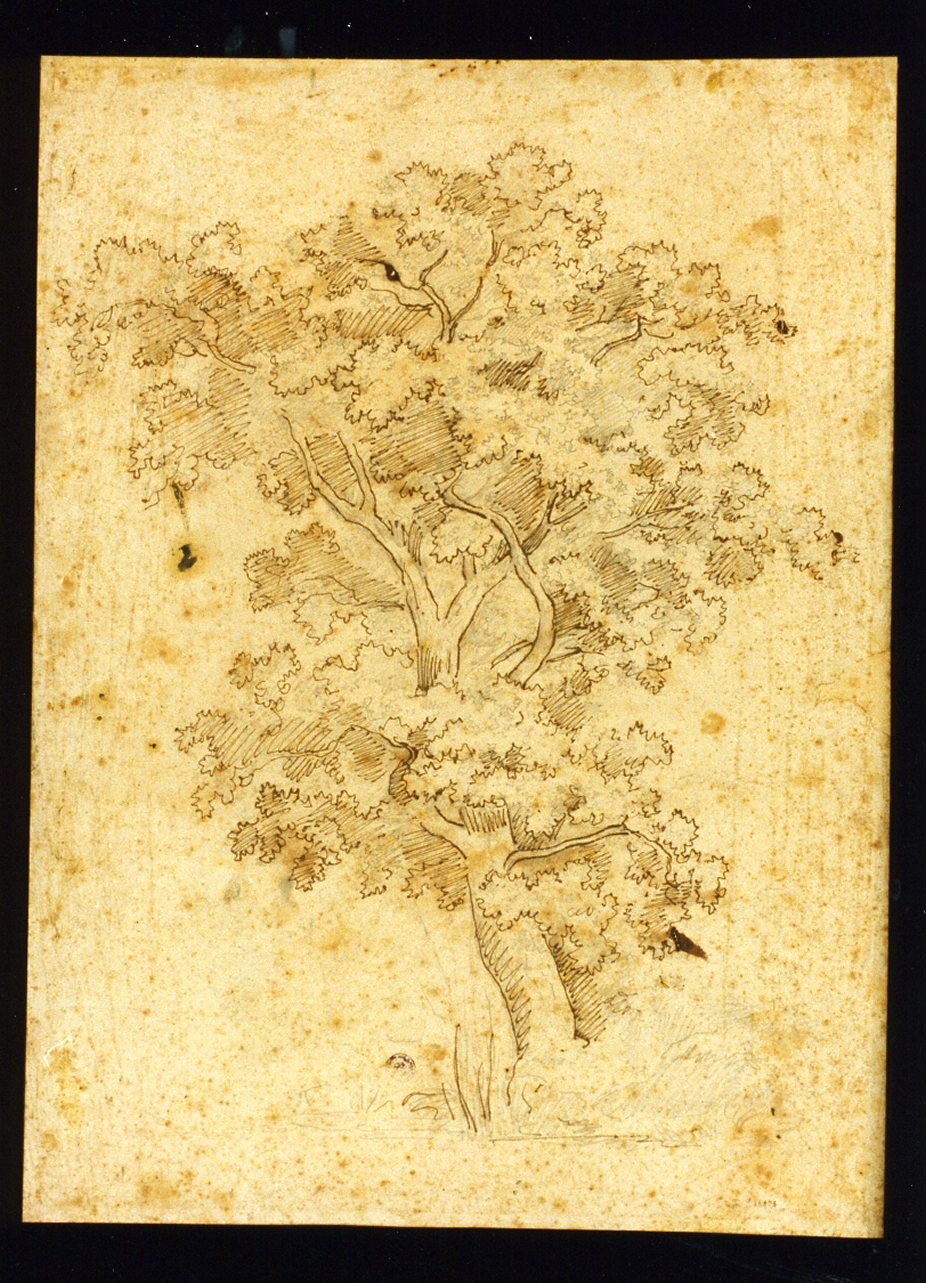 studio di alberi (disegno) di Fergola Salvatore (sec. XIX)
