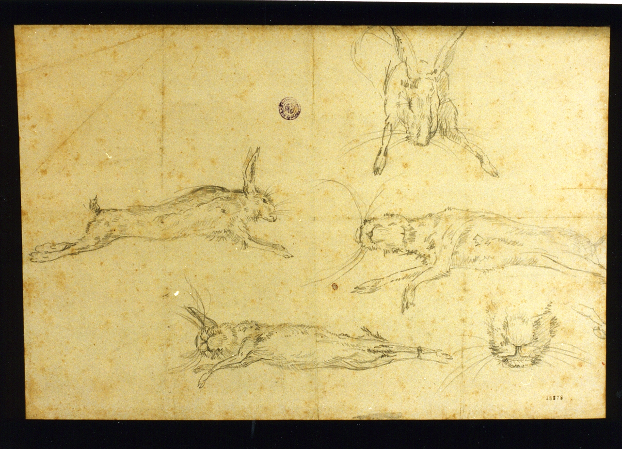studio di conigli (disegno) di Fergola Salvatore (sec. XIX)