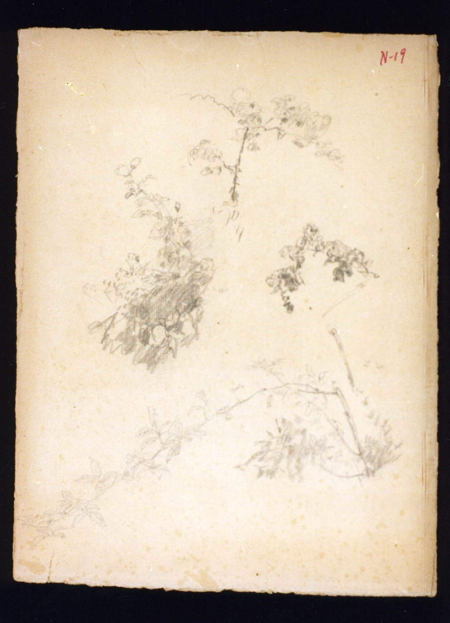 studio di rami (disegno) di Vetri Paolo (secc. XIX/ XX)