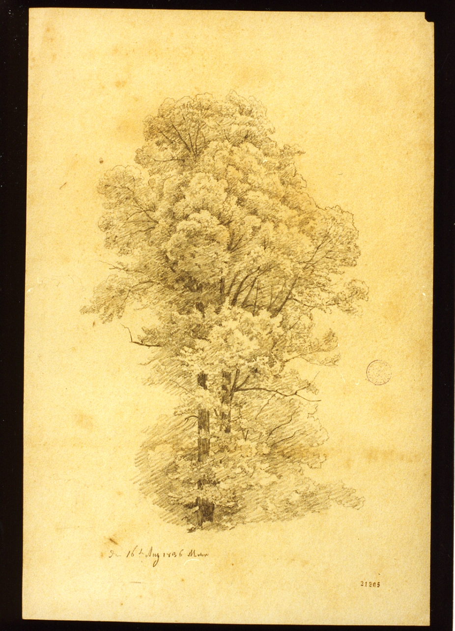 studio di albero (disegno) di Mohr Johann Georg Paul (sec. XIX)