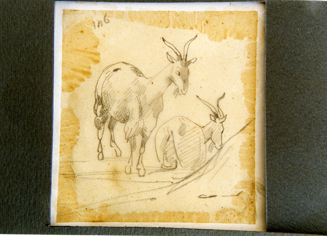 studio di due capre (disegno) di Carelli Consalvo (sec. XIX)