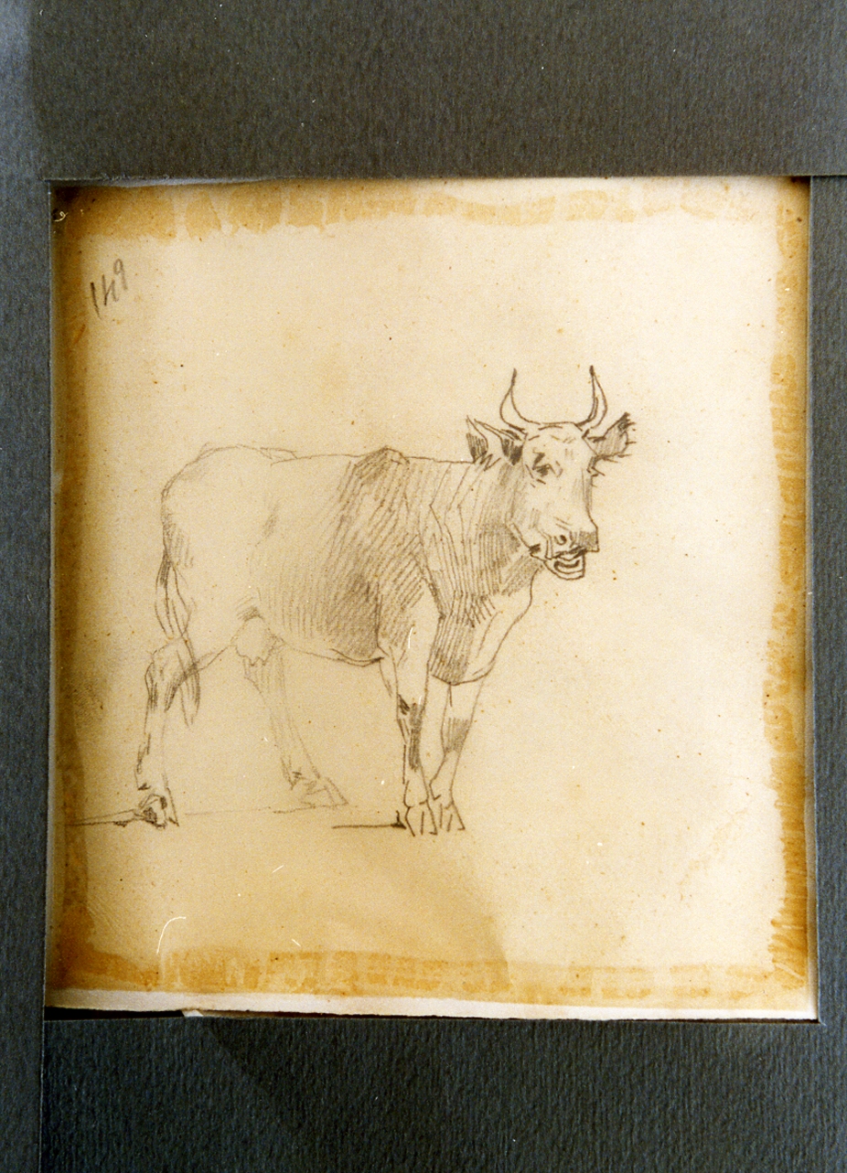 studio di mucca (disegno) di Carelli Consalvo (sec. XIX)