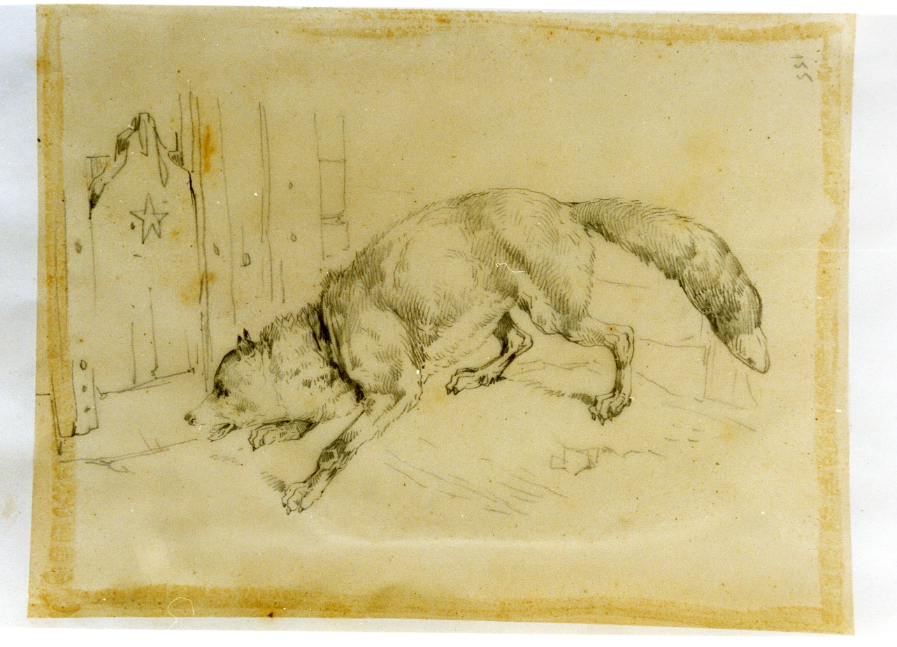 studio di cane che abbaia (disegno) di Carelli Consalvo (sec. XIX)