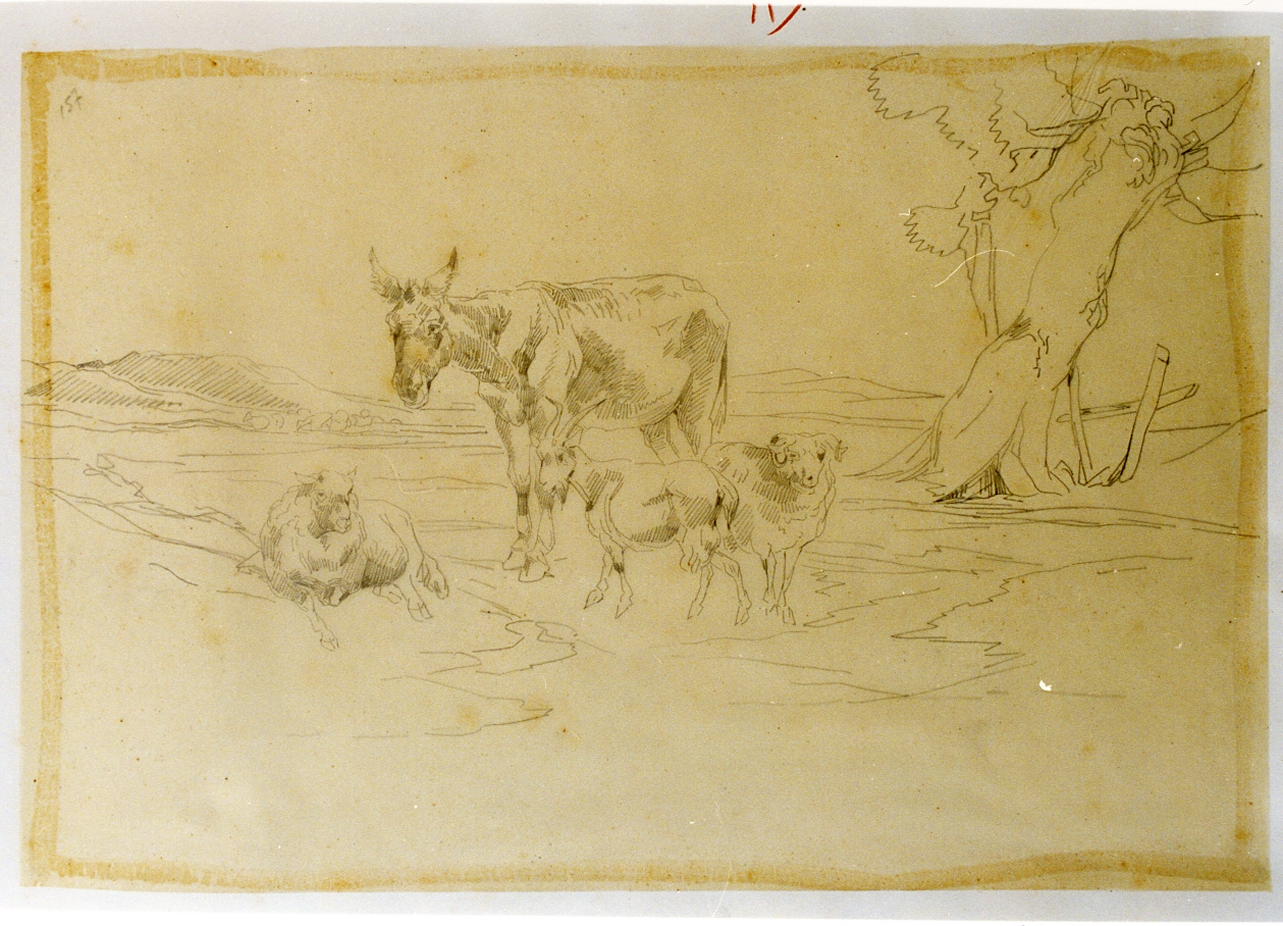 studio di tre capre e un asino in una radura (disegno) di Carelli Consalvo (sec. XIX)