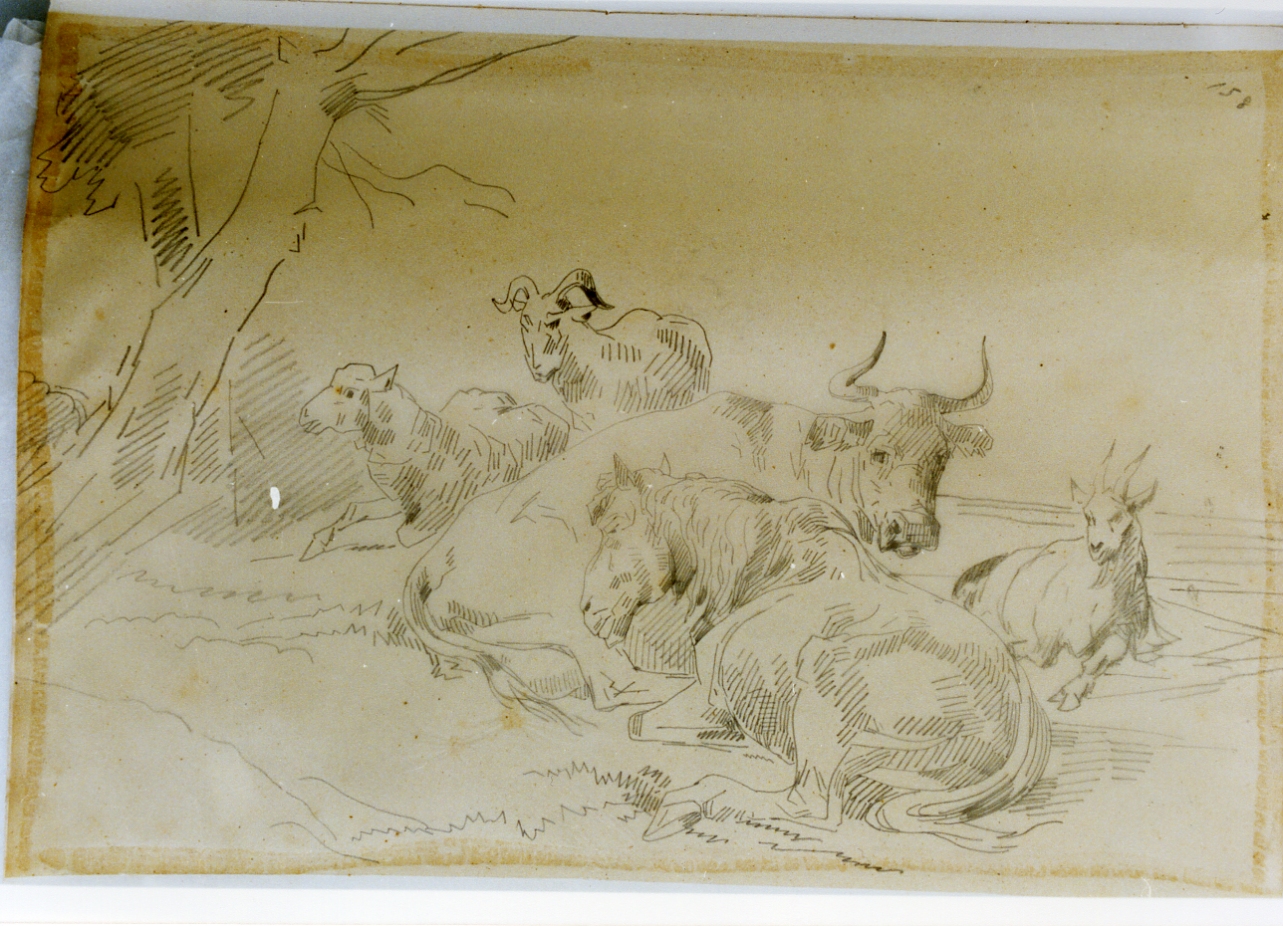 studio di animali in riposo (disegno) di Carelli Consalvo (sec. XIX)