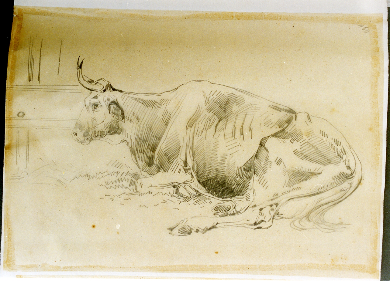 studio di mucca in riposo (disegno) di Carelli Consalvo (sec. XIX)