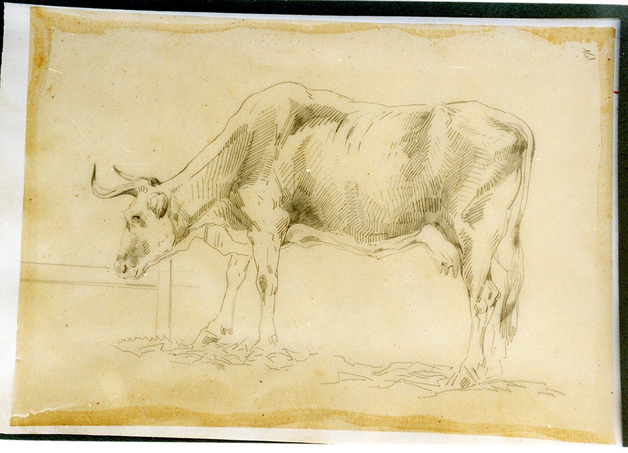 studio di mucca di profilo (disegno) di Carelli Consalvo (sec. XIX)