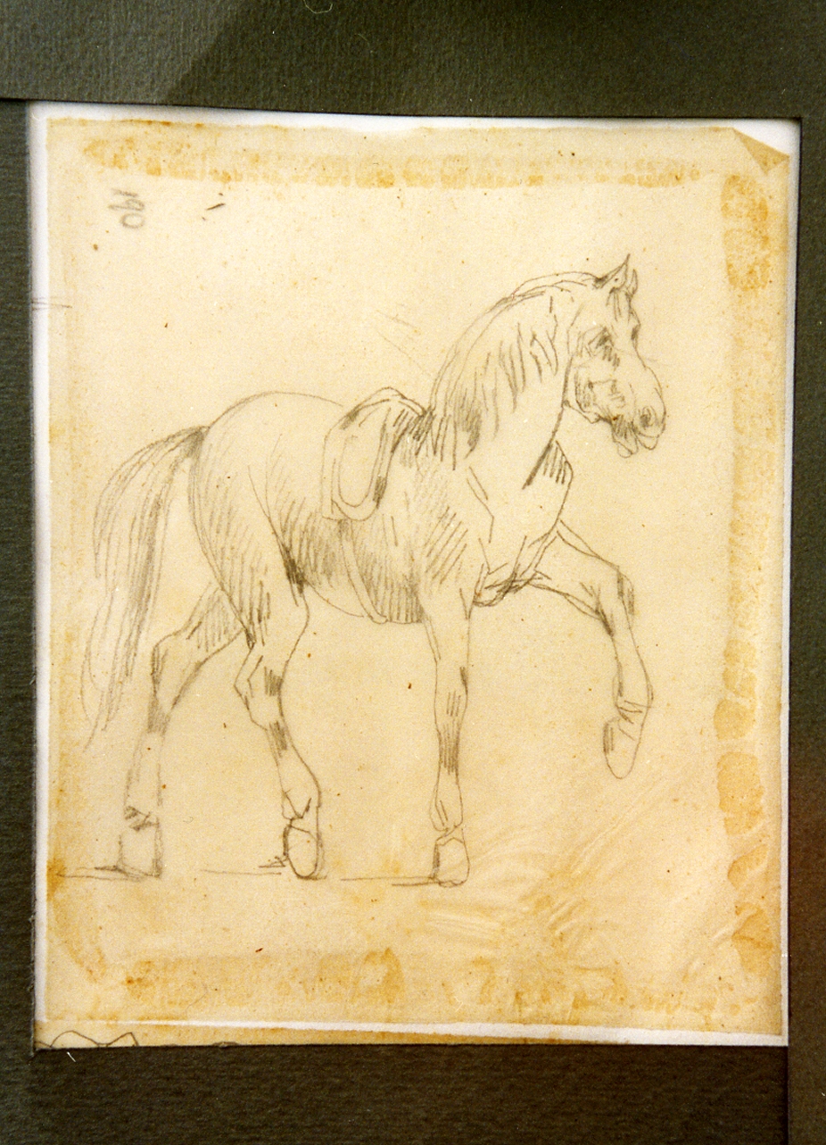 studio di cavallo (disegno) di Carelli Consalvo (sec. XIX)