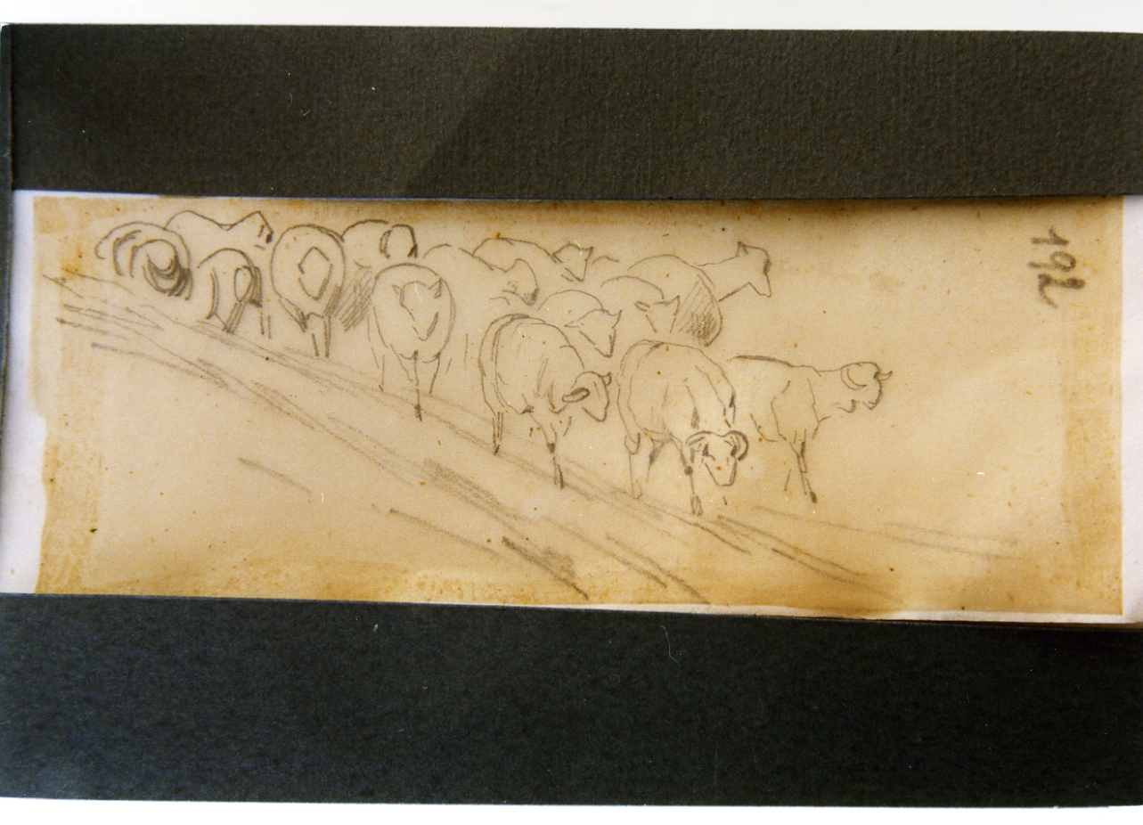 studio di gregge di pecore (disegno) di Carelli Consalvo (sec. XIX)
