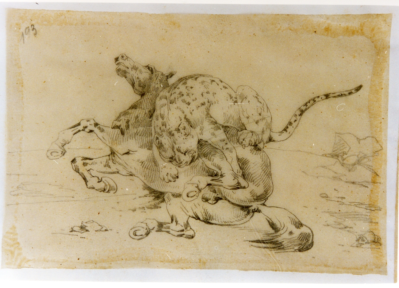 studio di ghepardo che attacca un cavallo (disegno) di Carelli Consalvo (sec. XIX)