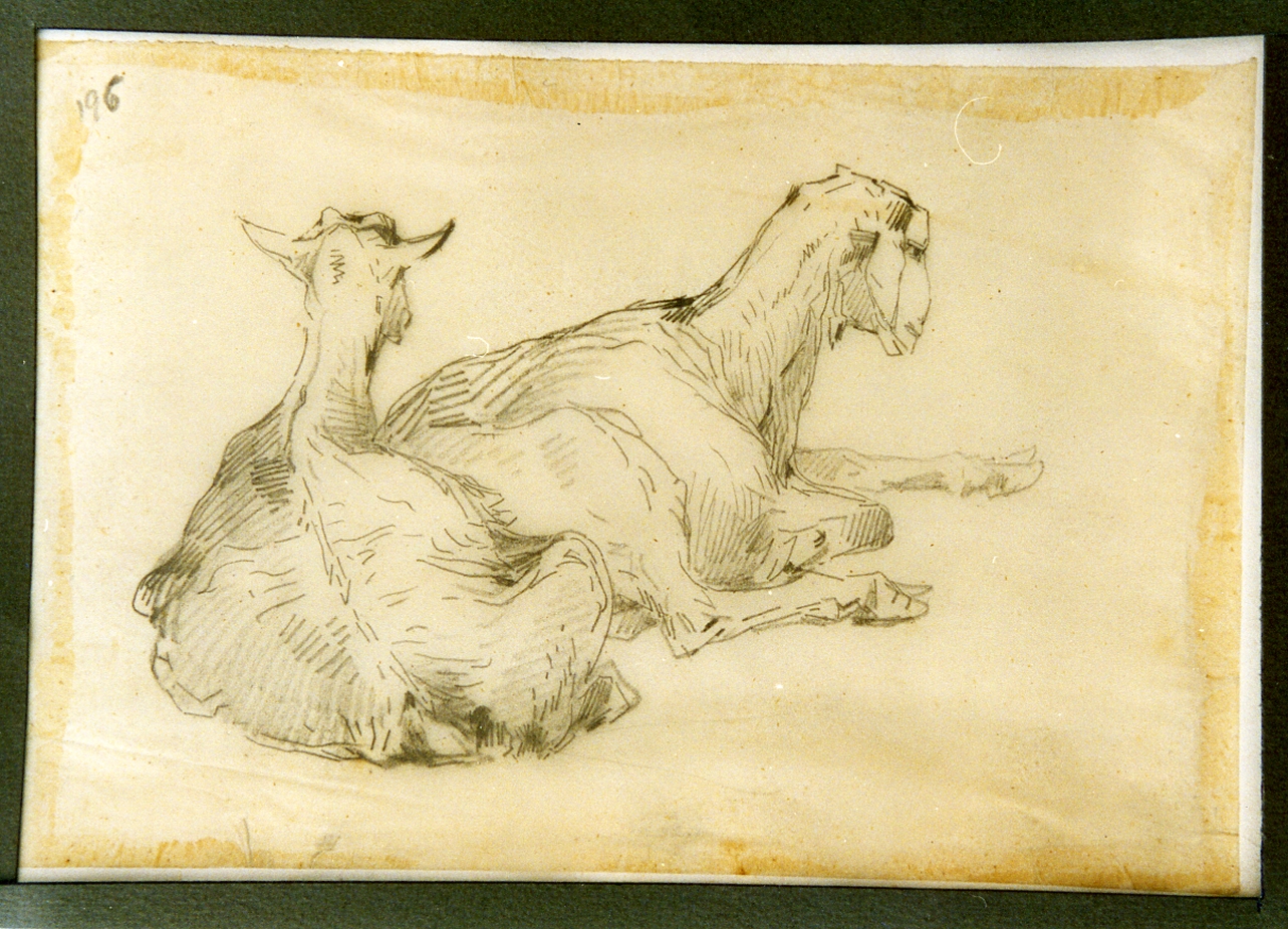 studio di pecore in riposo (disegno) di Carelli Consalvo (sec. XIX)