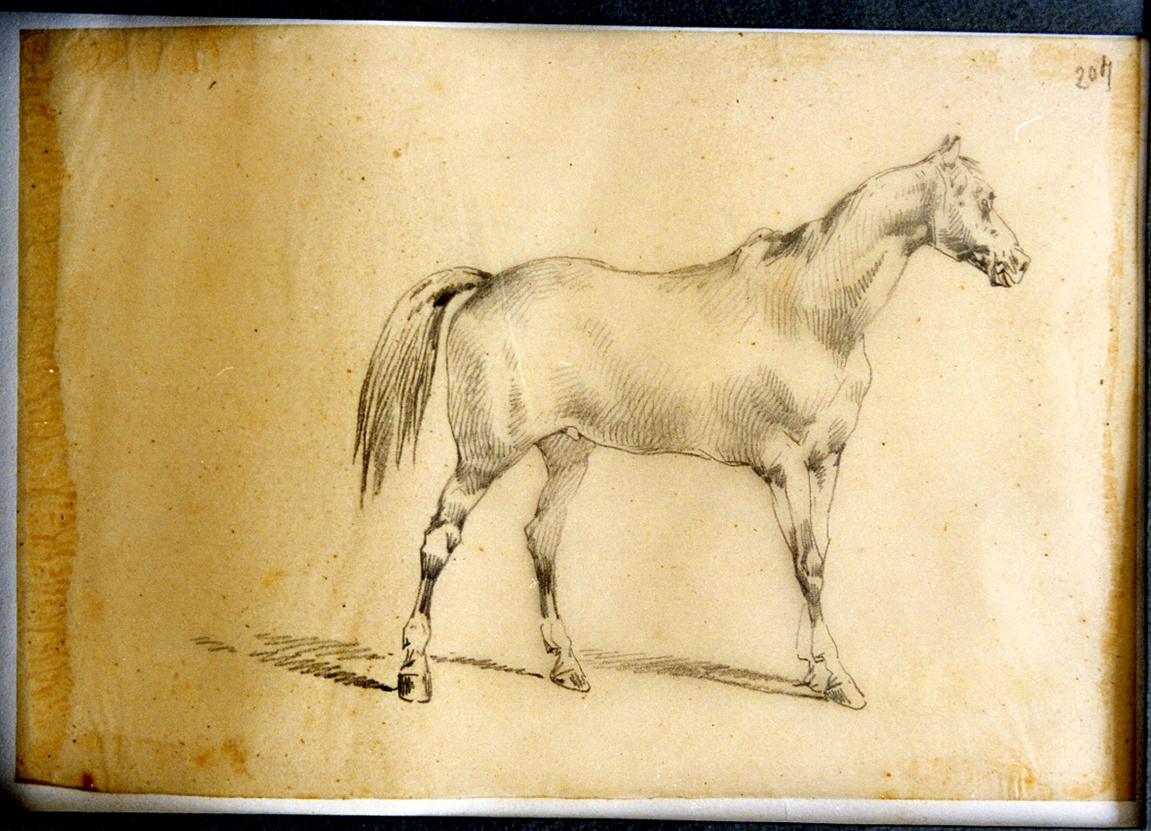 studio di cavallo (disegno) di Carelli Consalvo (sec. XIX)