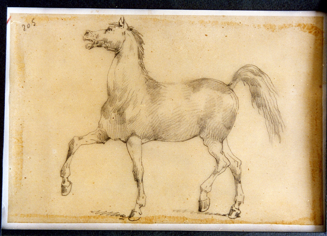 studio di cavallo al passo (disegno) di Carelli Consalvo (sec. XIX)