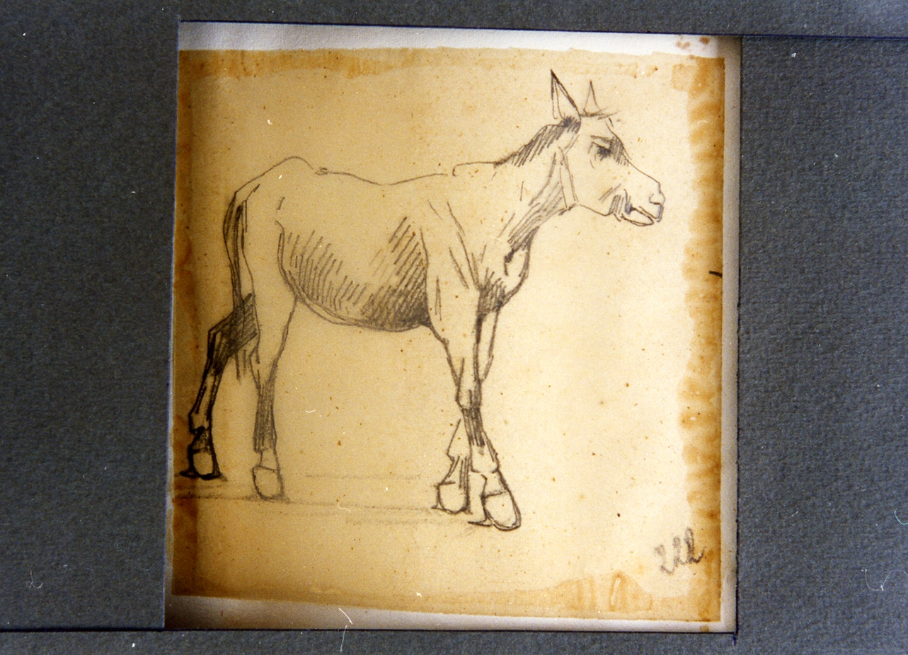studio di asinello (disegno) di Carelli Consalvo (sec. XIX)