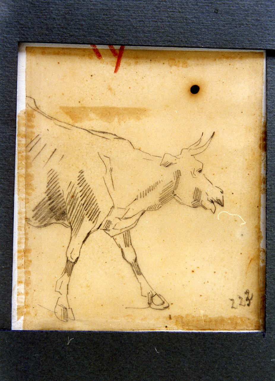 studio di mucca (disegno) di Carelli Consalvo (sec. XIX)
