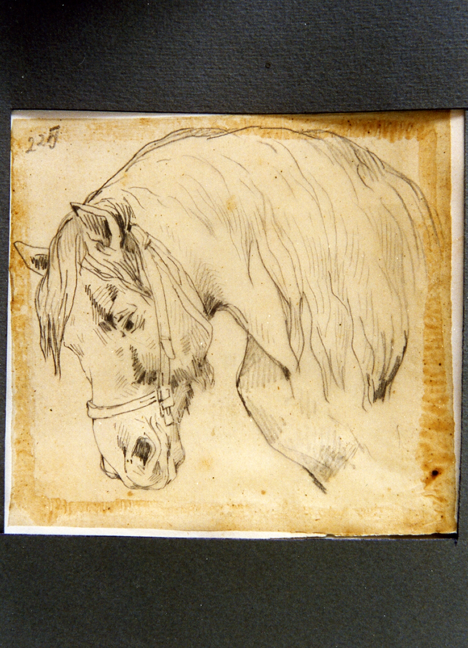 studio di testa di cavallo (disegno) di Carelli Consalvo (sec. XIX)