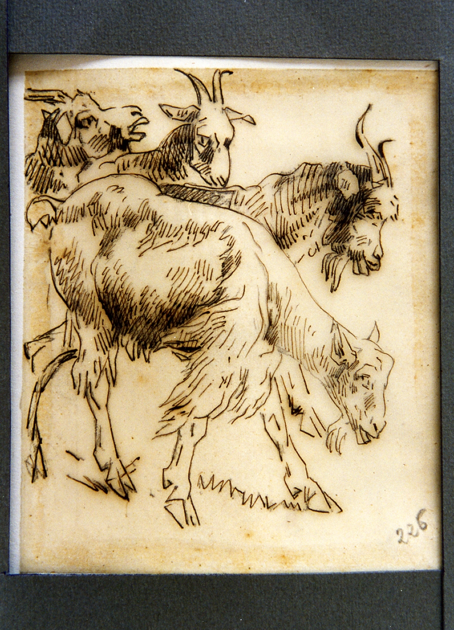 studio di capre (disegno) di Carelli Consalvo (sec. XIX)