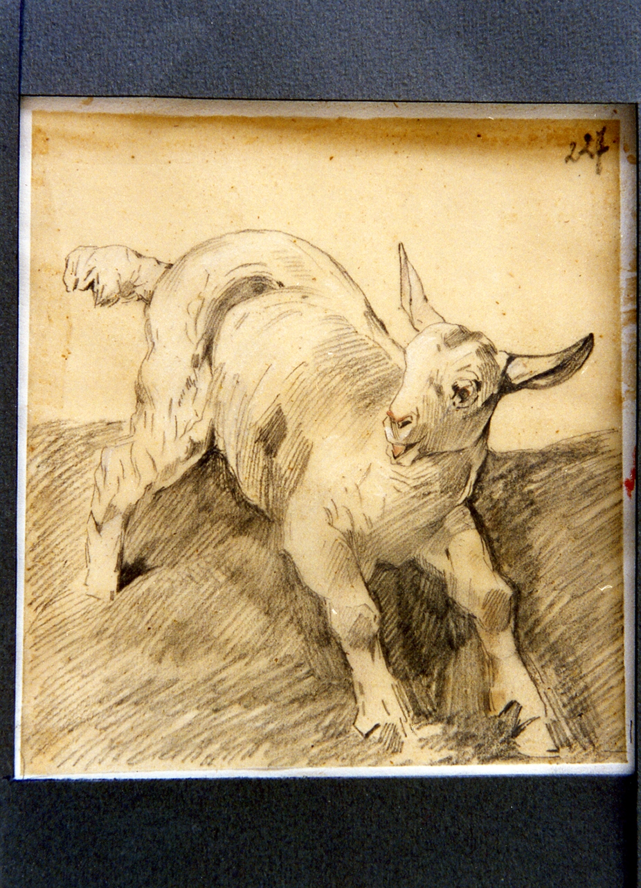 studio di agnellino (disegno) di Carelli Consalvo (sec. XIX)