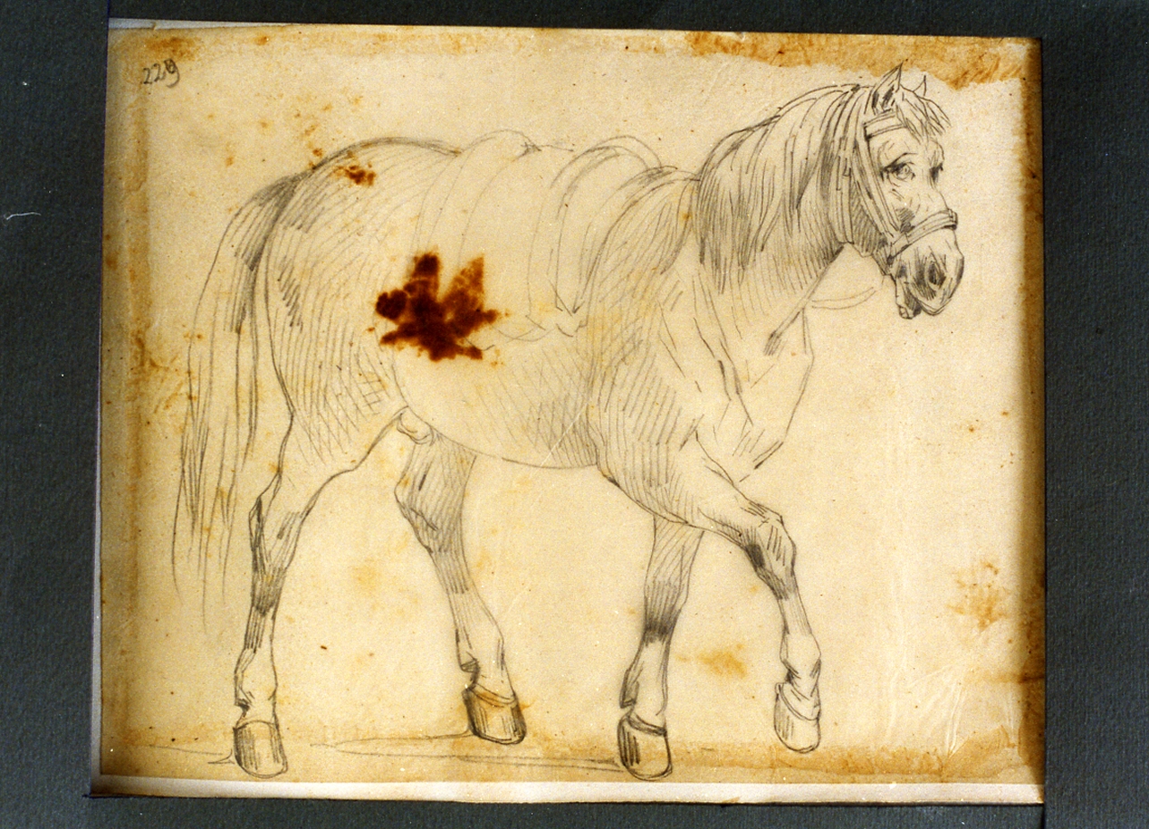studio di cavallo da tiro (disegno) di Carelli Consalvo (sec. XIX)