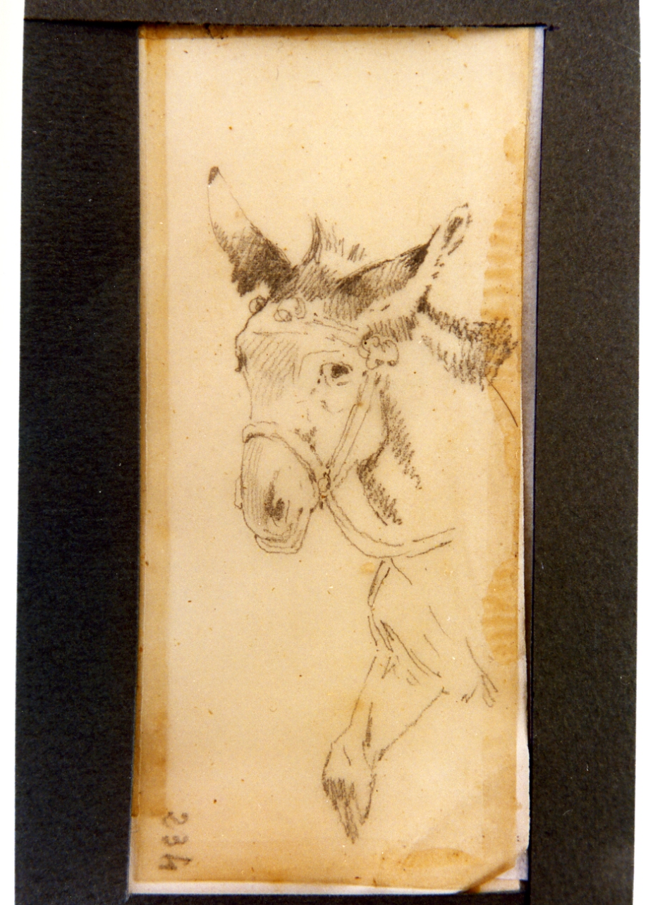 studio di testa di asino (disegno) di Carelli Consalvo (sec. XIX)