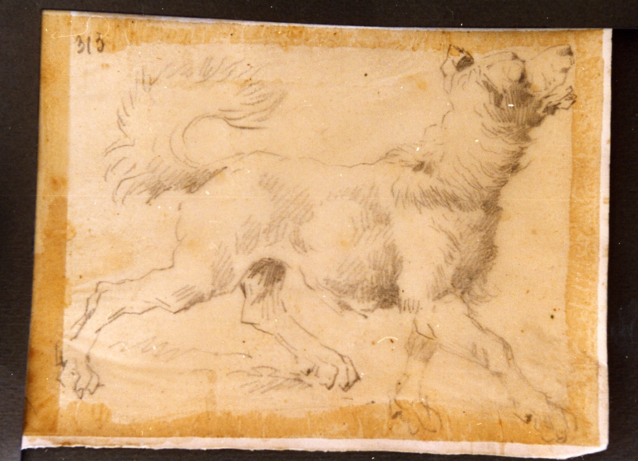 studio di un cane (disegno) di Carelli Consalvo (sec. XIX)