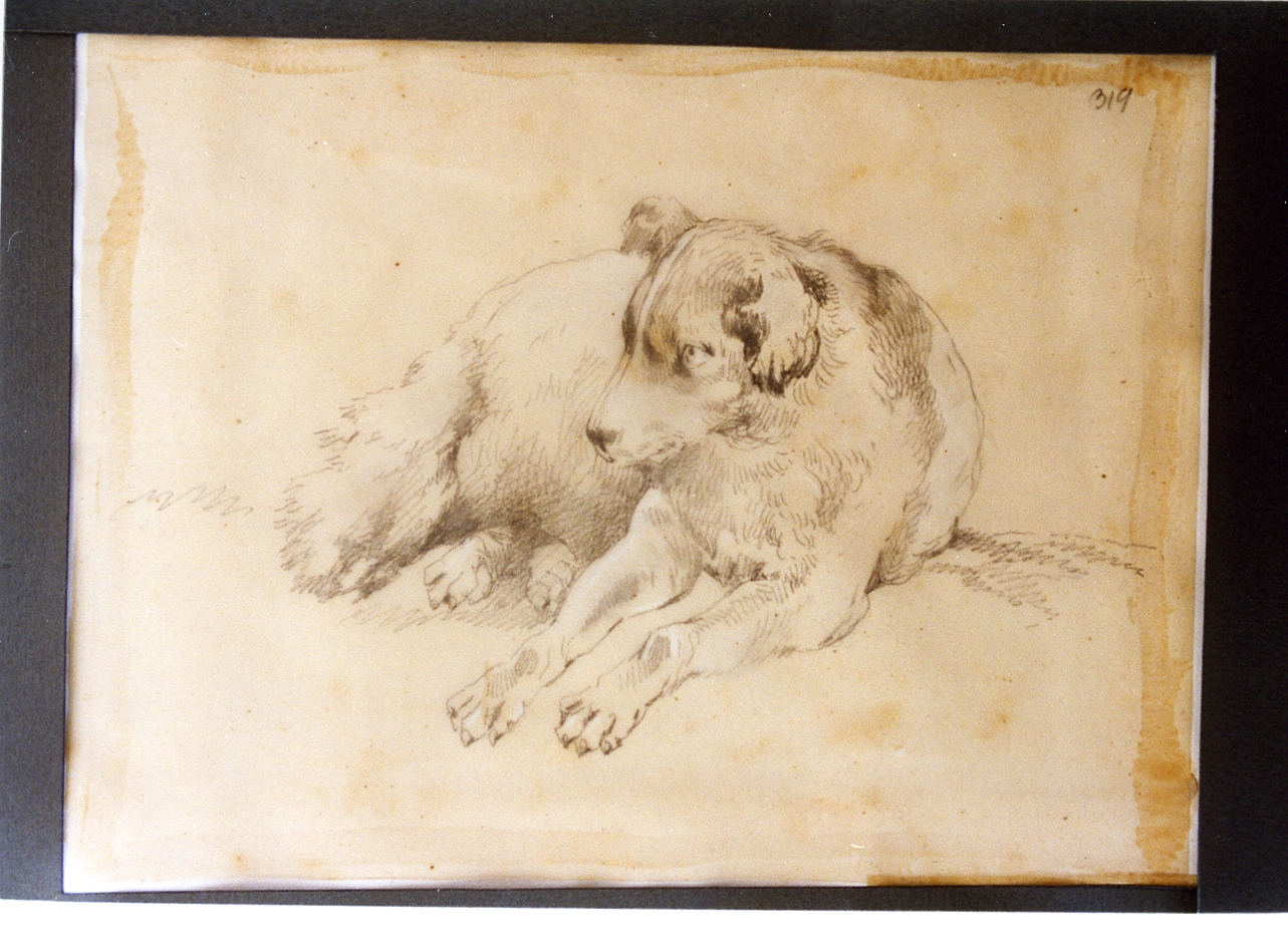 studio di cane in riposo (disegno) di Carelli Consalvo (sec. XIX)
