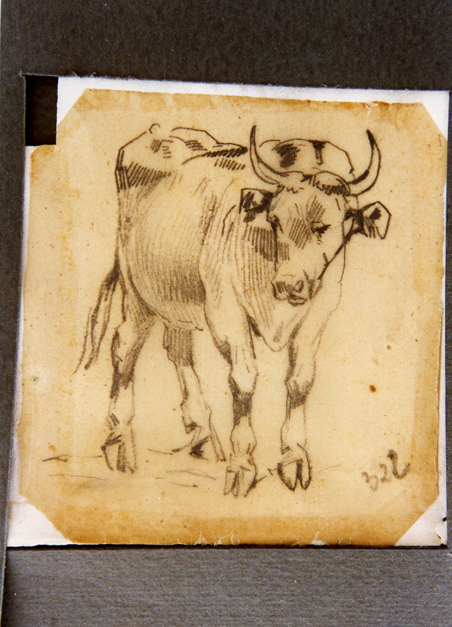 studio di bue (disegno) di Carelli Consalvo (sec. XIX)