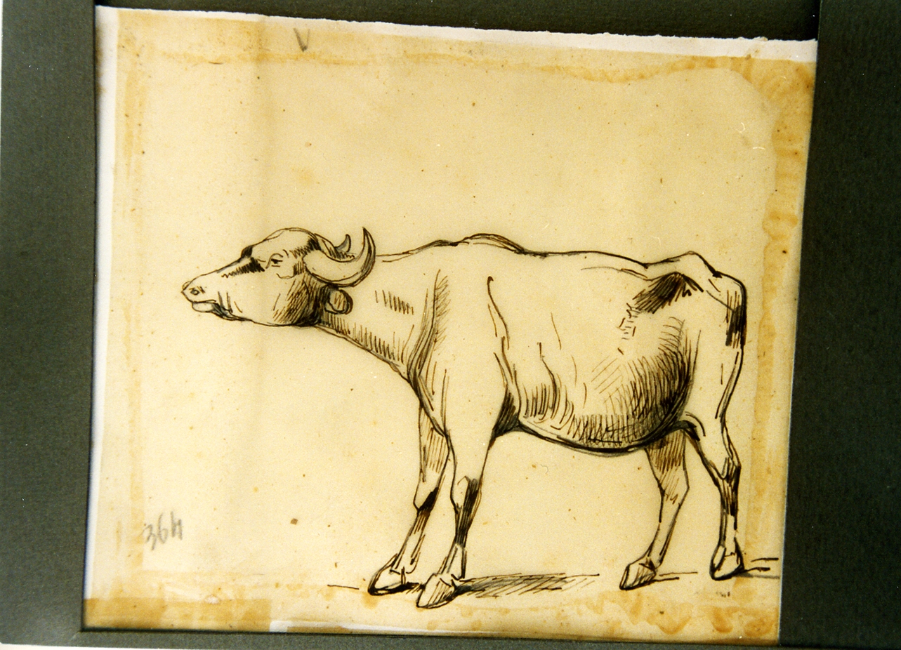 studio di bue (disegno) di Carelli Consalvo (sec. XIX)