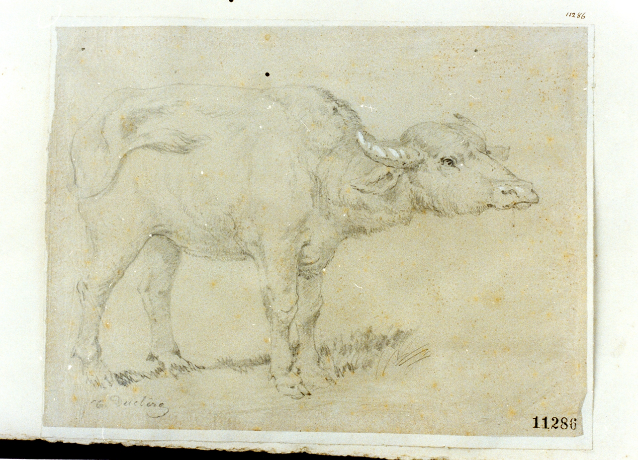 bufalo (disegno) di Duclère Teodoro (sec. XIX)