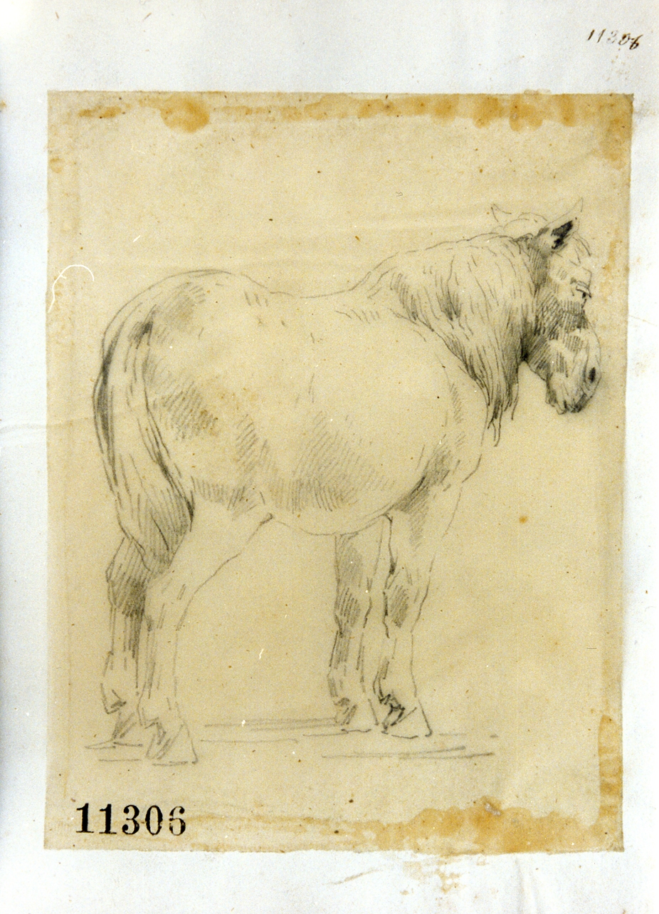 mulo (disegno) di Palizzi Filippo (sec. XIX)