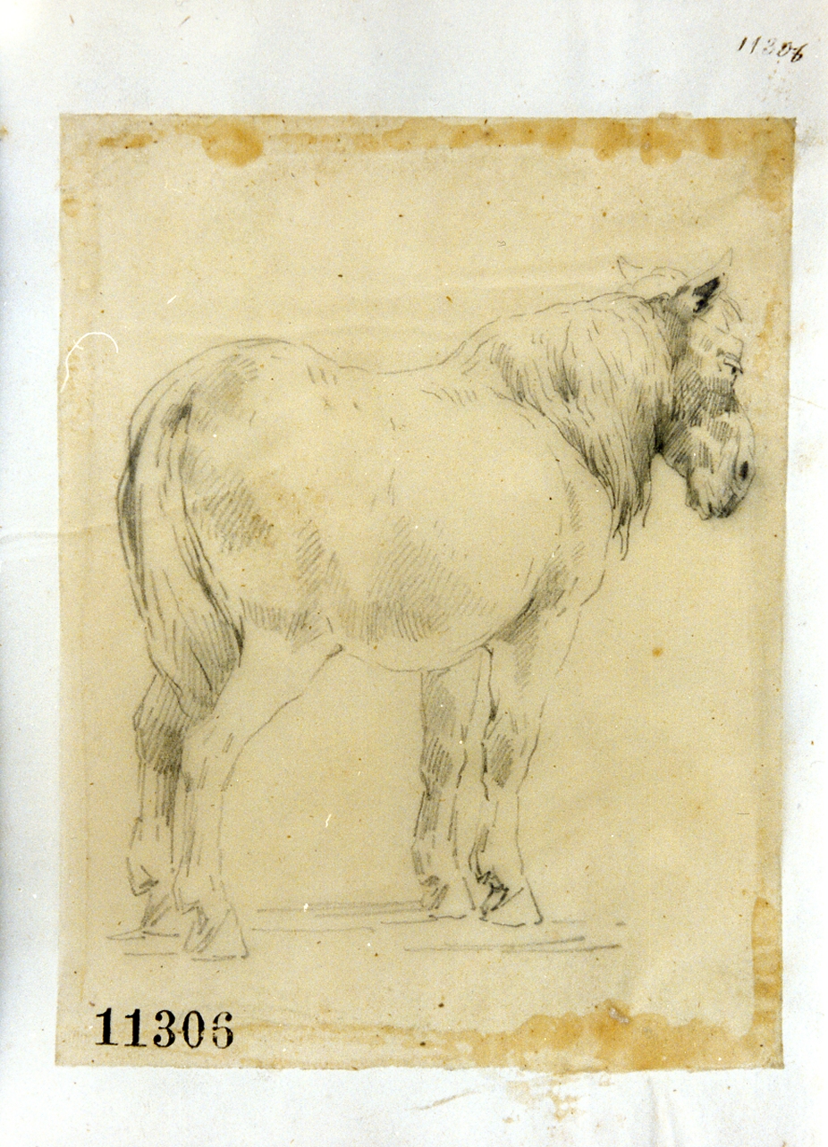 mulo (disegno) di Palizzi Filippo (sec. XIX)