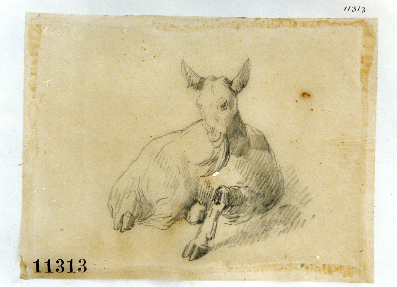 asino (disegno) di Palizzi Filippo (sec. XIX)