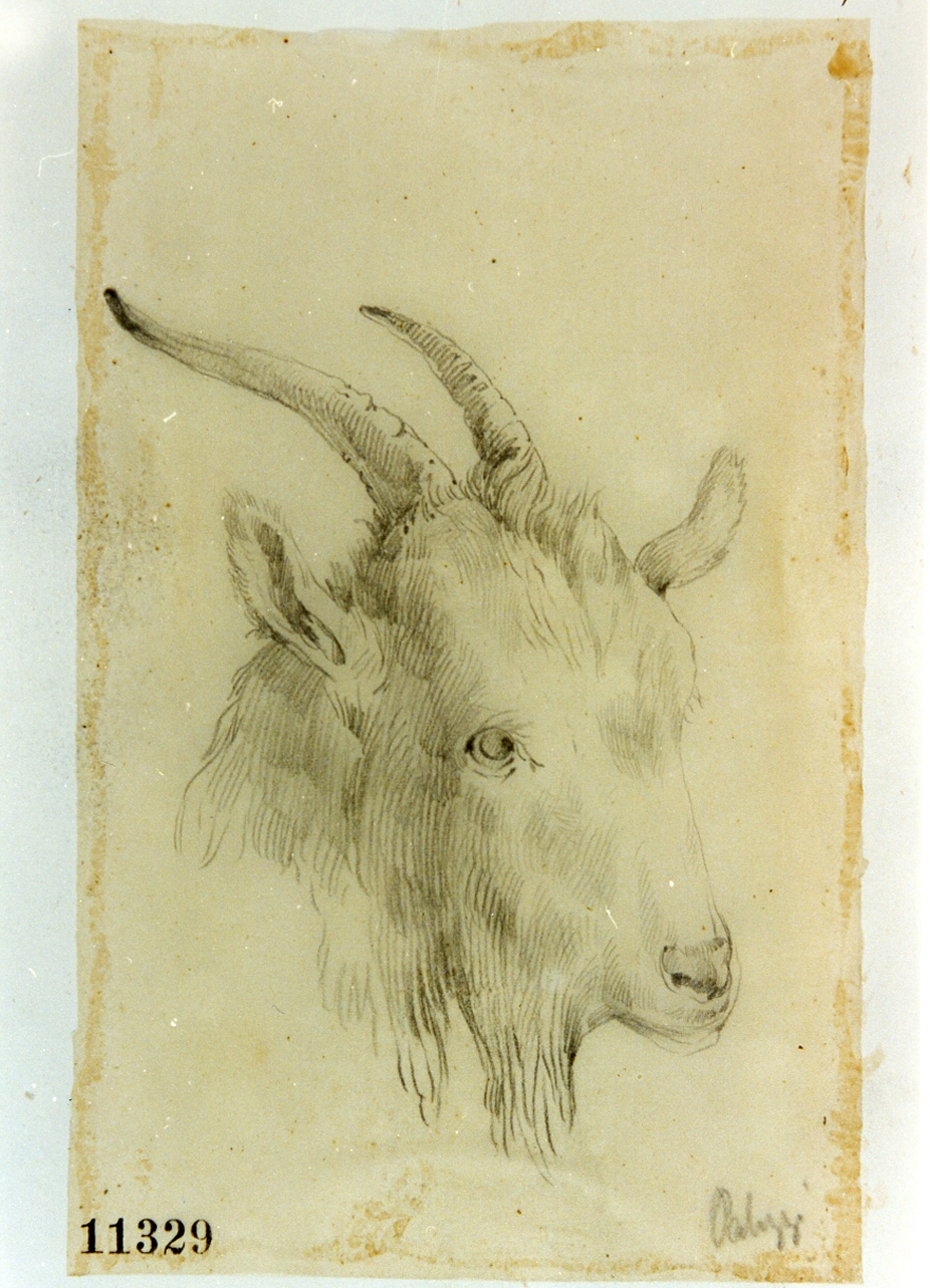 testa di capra (disegno) di Palizzi Filippo (seconda metà sec. XIX)