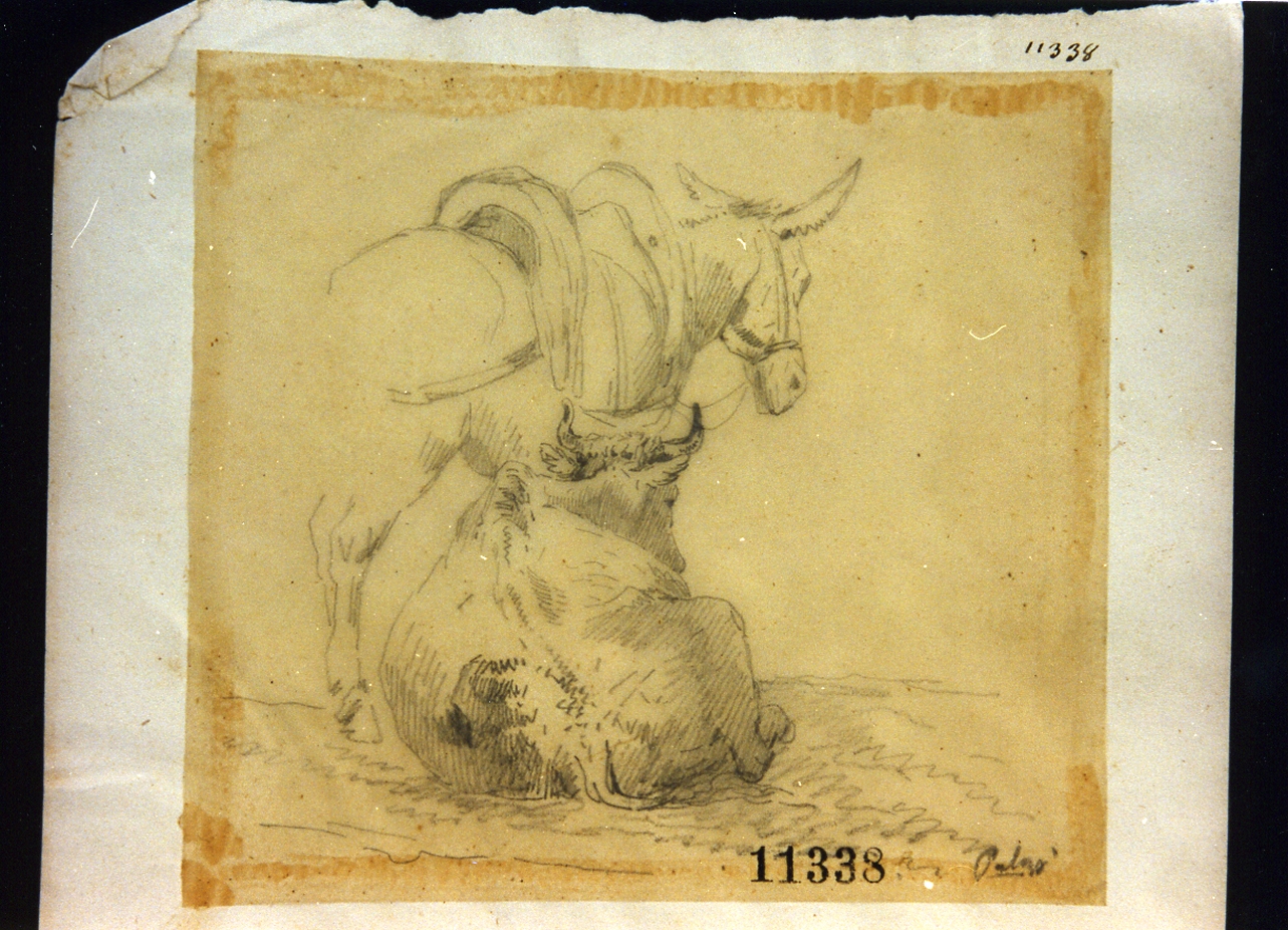animali (disegno) di Palizzi Filippo (seconda metà sec. XIX)