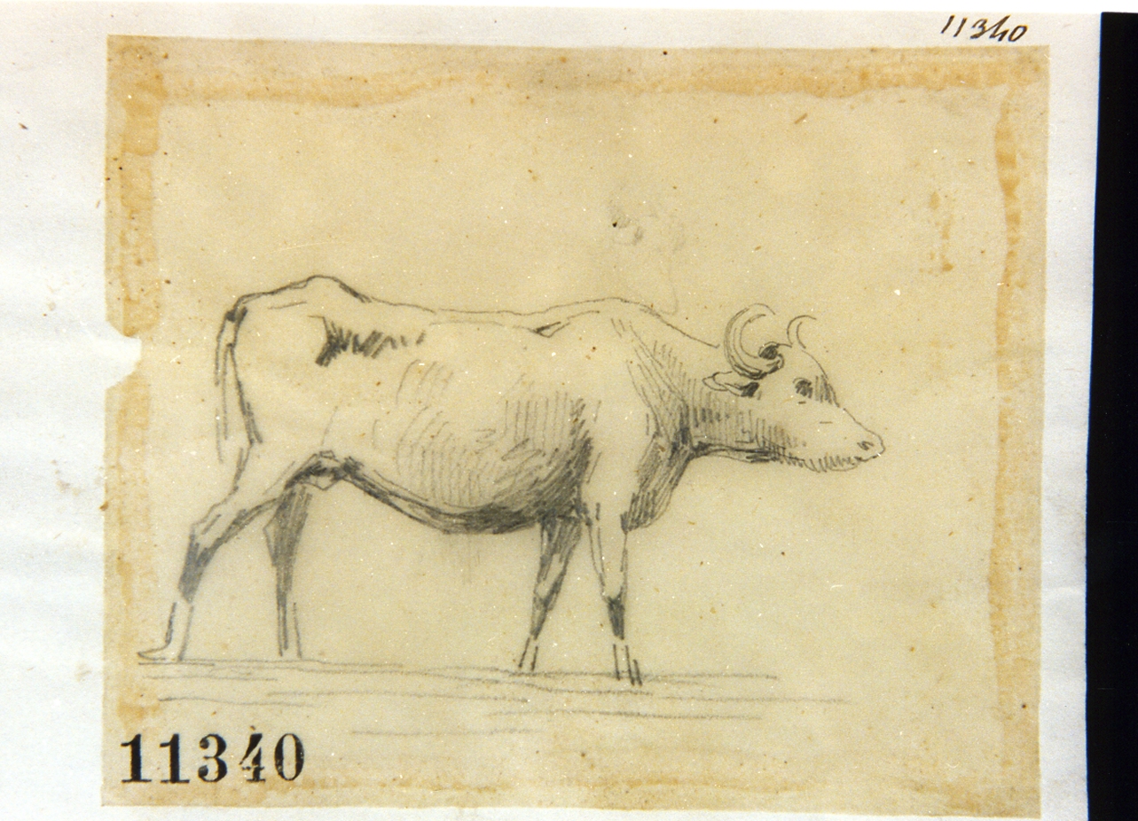 bue (disegno) di Palizzi Filippo (sec. XIX)