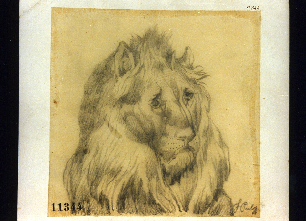 testa di leone (disegno) di Palizzi Filippo (seconda metà sec. XIX)