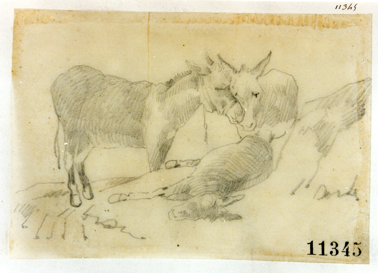 asini (disegno) di Palizzi Filippo (sec. XIX)
