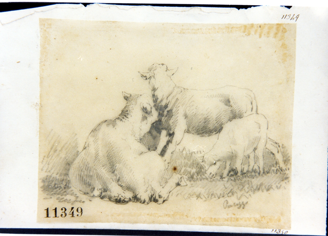 pecore (disegno) di Palizzi Filippo (seconda metà sec. XIX)