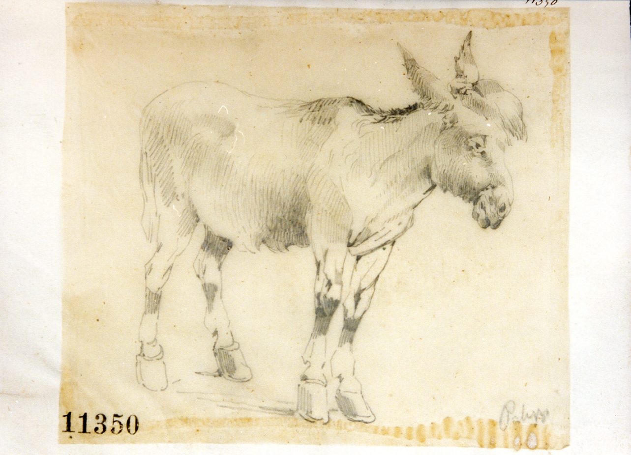 asino (disegno) di Palizzi Filippo (seconda metà sec. XIX)